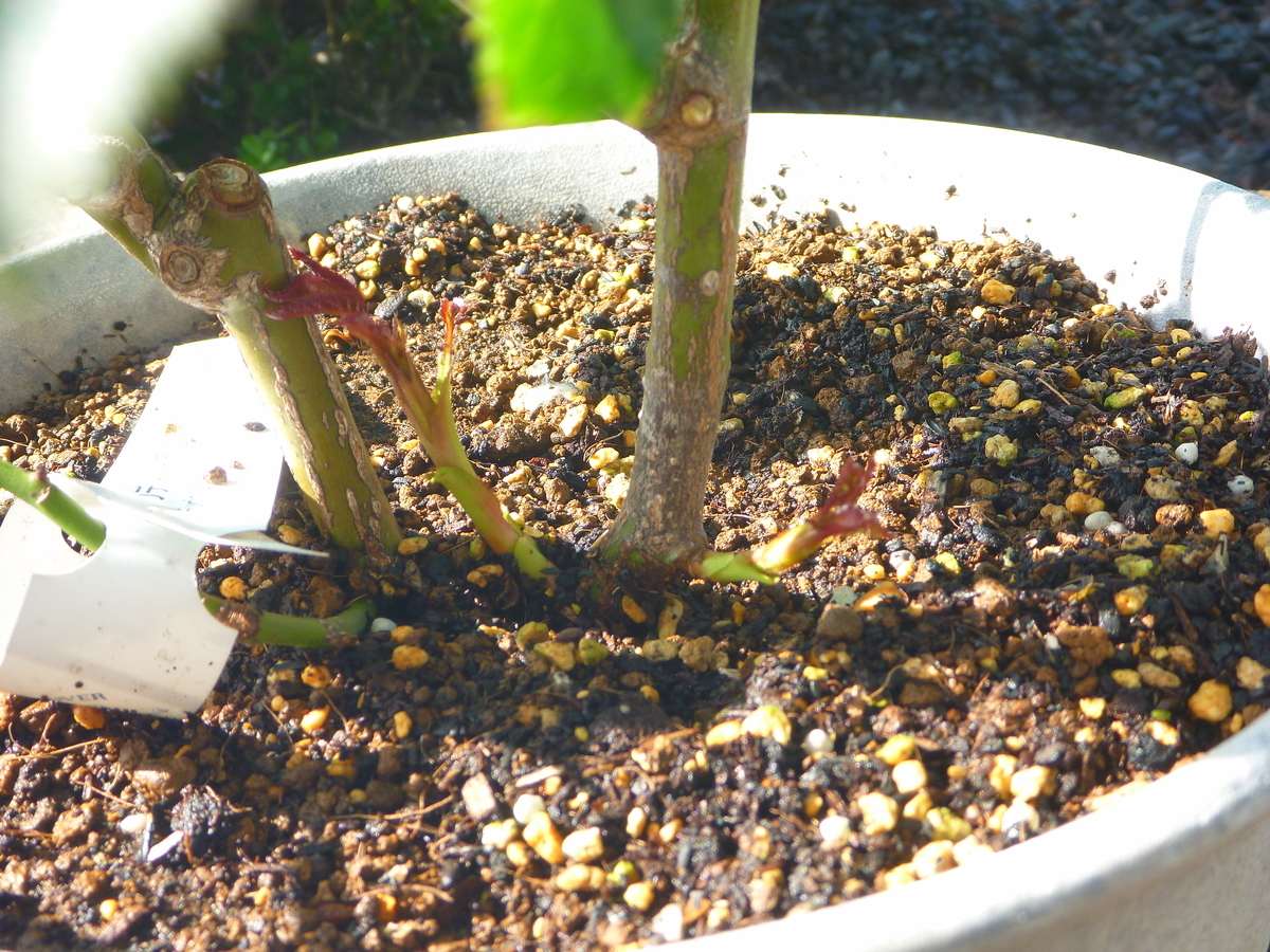 f:id:verandarosegarden:20200523195350j:plain f:id:verandarosegarden:20200523195350j:plain