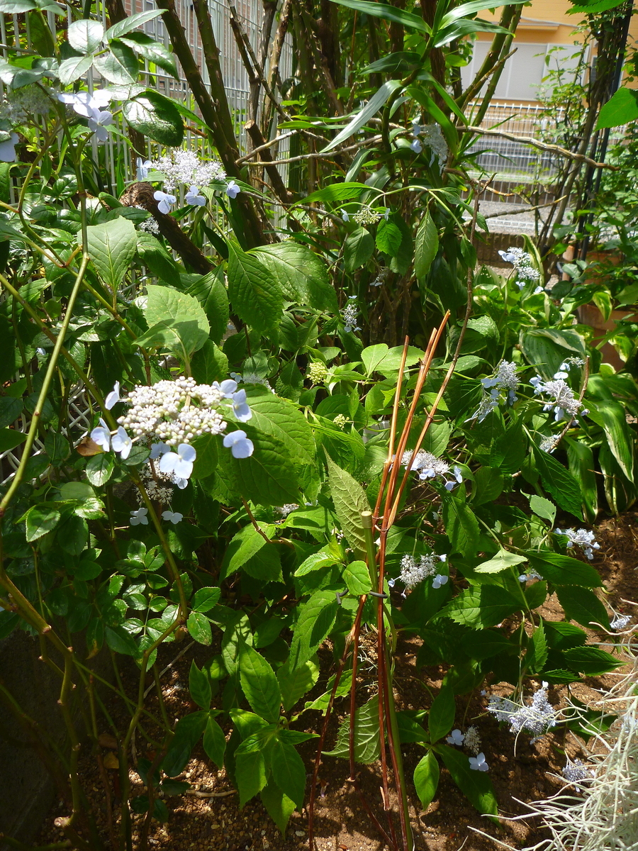 f:id:verandarosegarden:20200528163831j:plain f:id:verandarosegarden:20200528163831j:plain