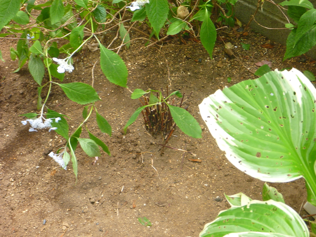 f:id:verandarosegarden:20200528164024j:plain f:id:verandarosegarden:20200528164024j:plain