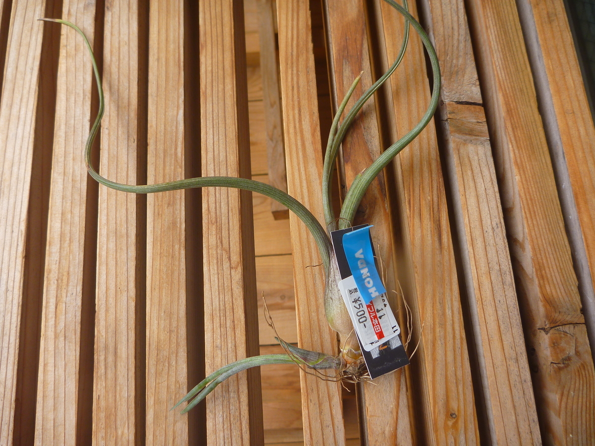f:id:verandarosegarden:20200530212426j:plain f:id:verandarosegarden:20200530212426j:plain