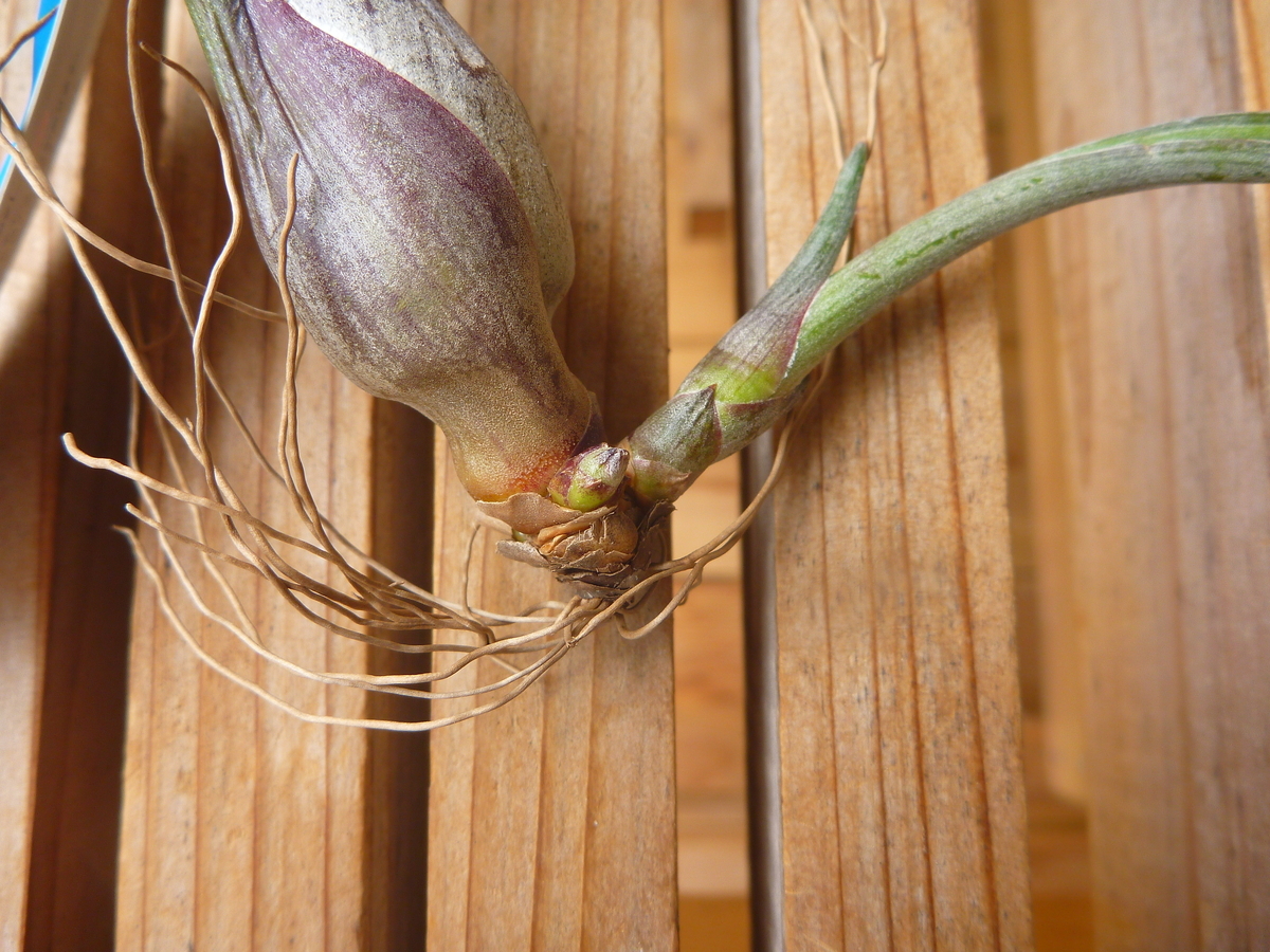 f:id:verandarosegarden:20200530212913j:plain f:id:verandarosegarden:20200530212913j:plain