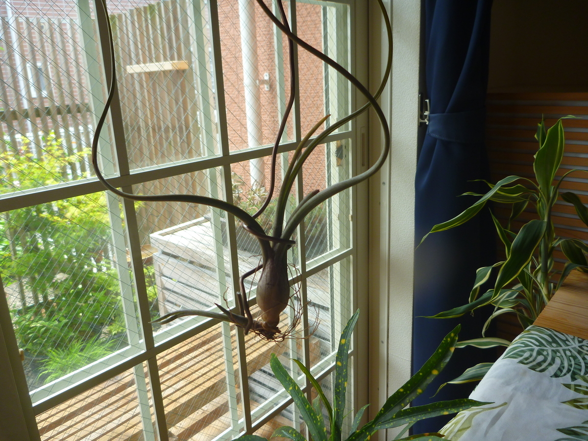 f:id:verandarosegarden:20200530213211j:plain f:id:verandarosegarden:20200530213211j:plain