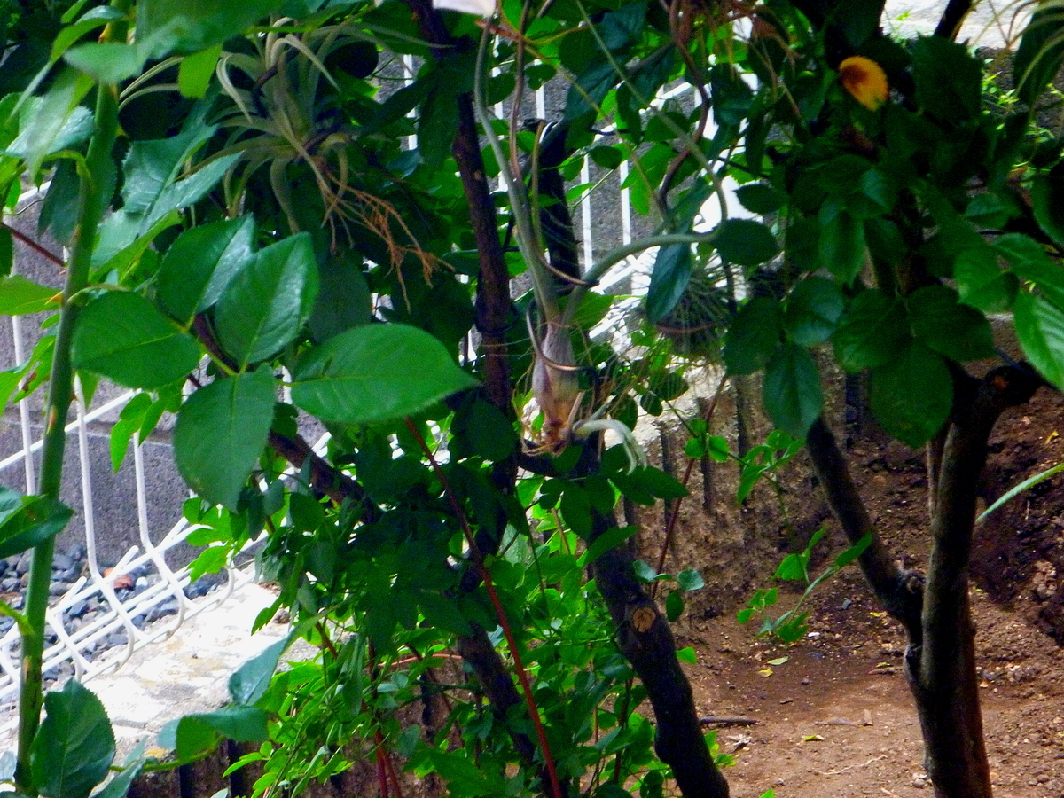 f:id:verandarosegarden:20200531181158j:plain f:id:verandarosegarden:20200531181158j:plain