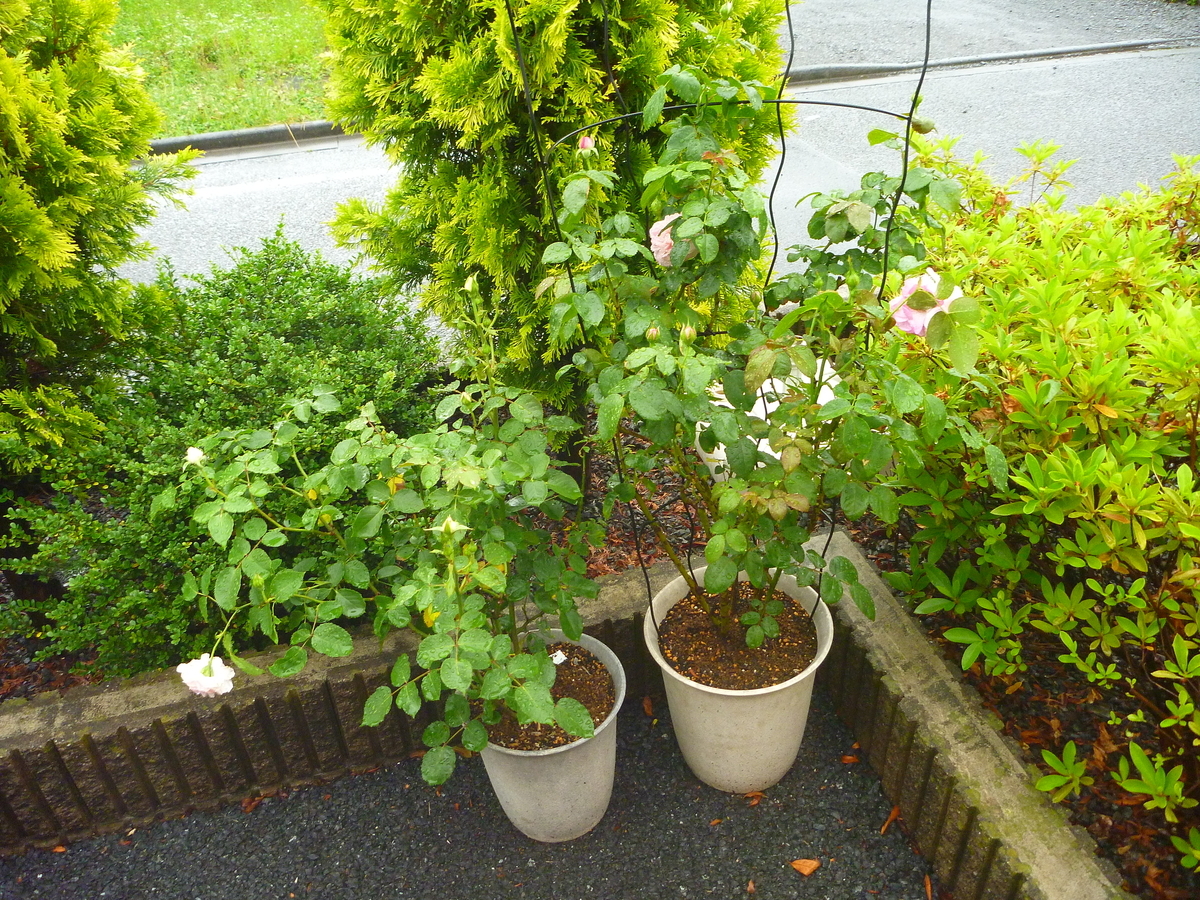 f:id:verandarosegarden:20200613194242j:plain f:id:verandarosegarden:20200613194242j:plain