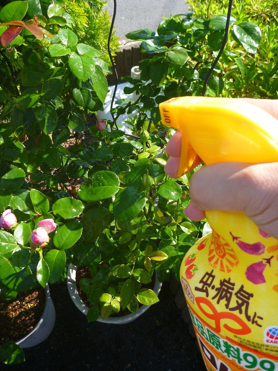 f:id:verandarosegarden:20200617074147j:plain f:id:verandarosegarden:20200617074147j:plain