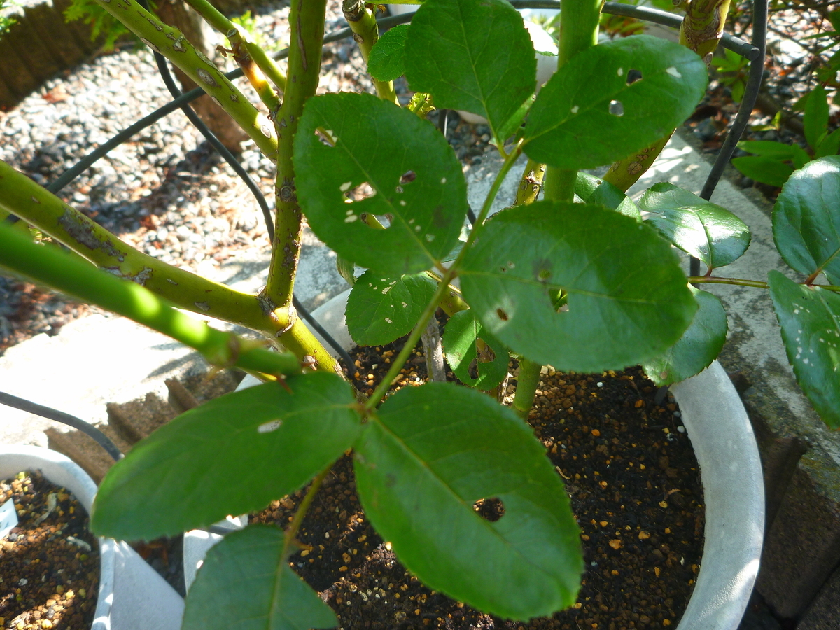 f:id:verandarosegarden:20200617074330j:plain f:id:verandarosegarden:20200617074330j:plain