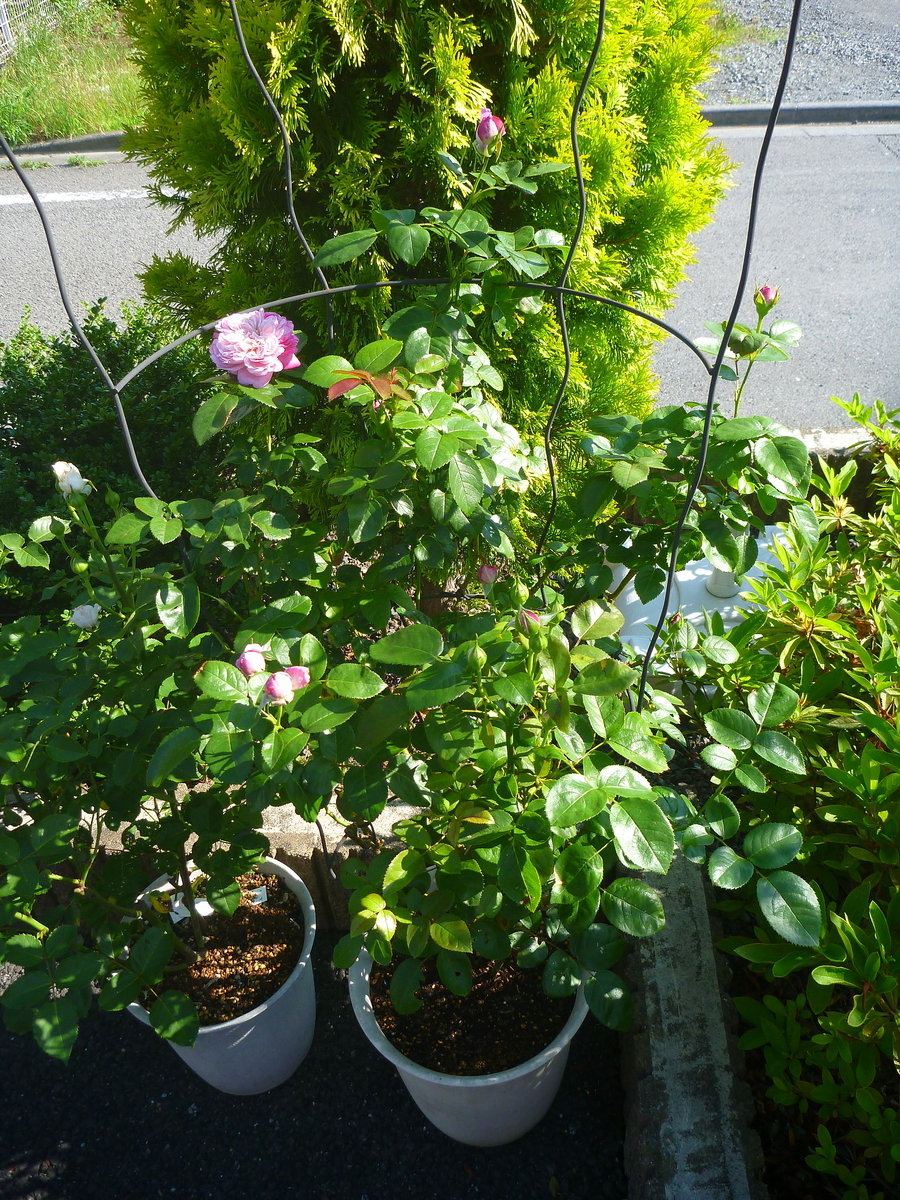 f:id:verandarosegarden:20200617074456j:plain f:id:verandarosegarden:20200617074456j:plain