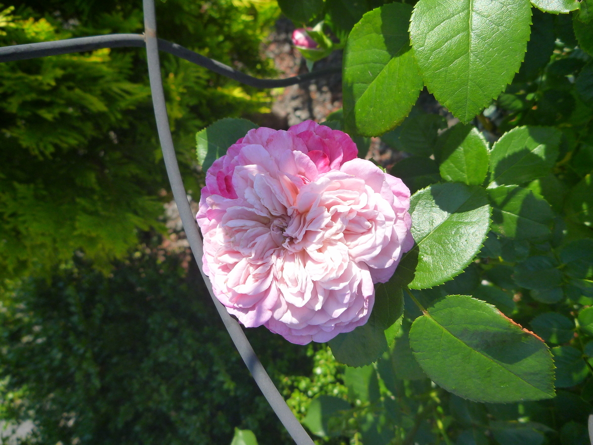 f:id:verandarosegarden:20200617075446j:plain f:id:verandarosegarden:20200617075446j:plain