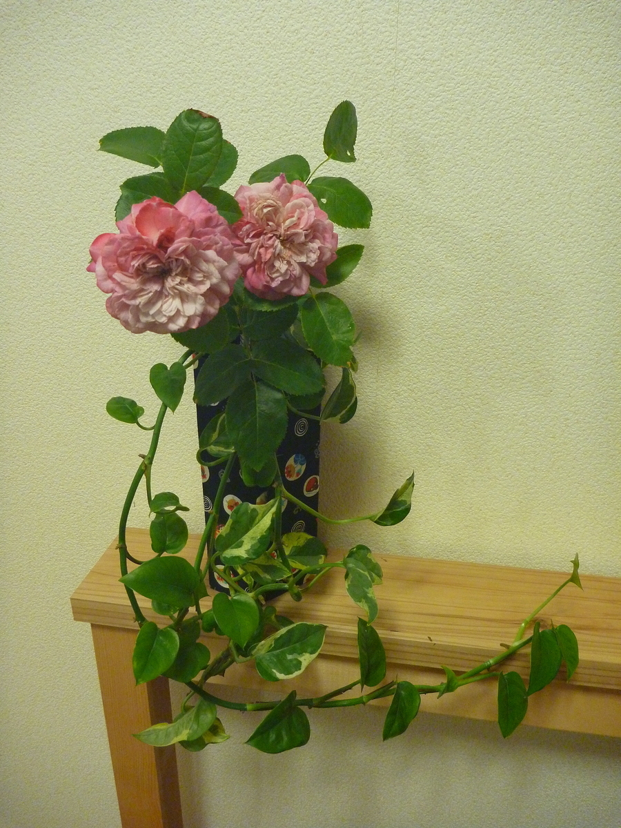 f:id:verandarosegarden:20200620212110j:plain f:id:verandarosegarden:20200620212110j:plain