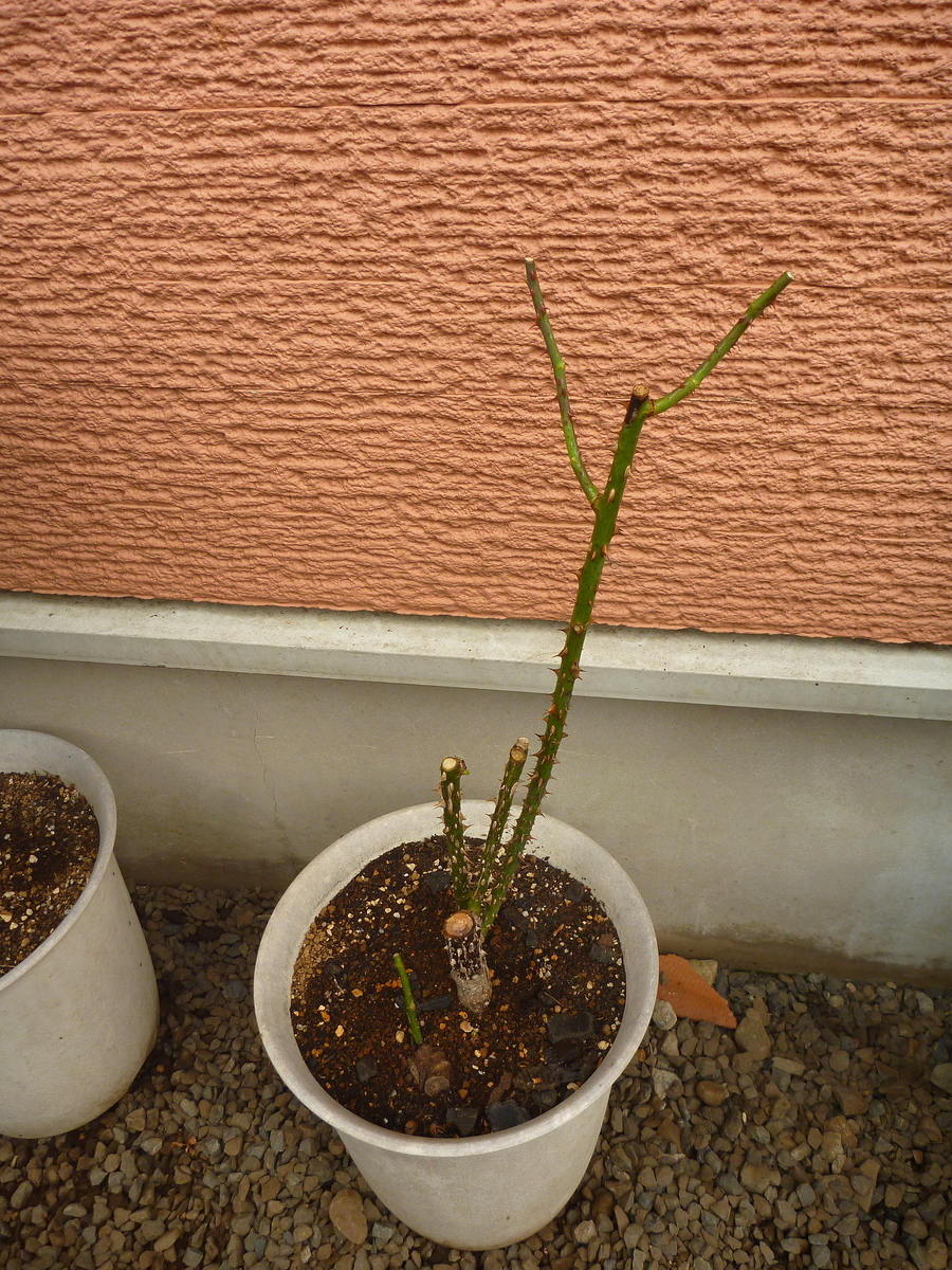 f:id:verandarosegarden:20200701091334j:plain f:id:verandarosegarden:20200701091334j:plain