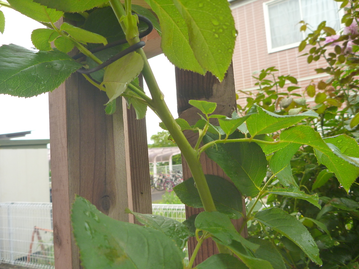 f:id:verandarosegarden:20200715125608j:plain