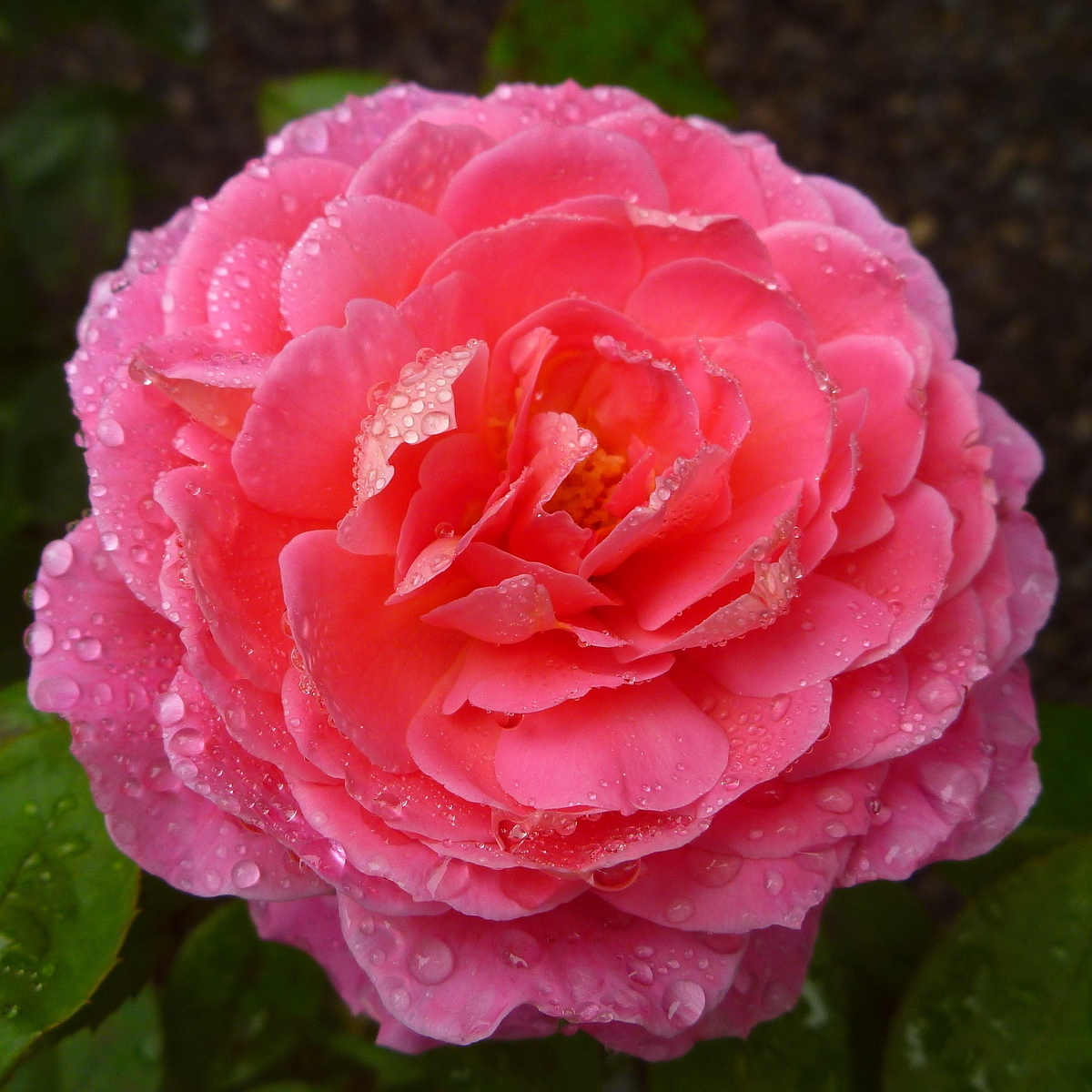 f:id:verandarosegarden:20200715131104j:plain