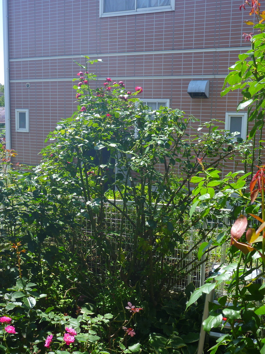 f:id:verandarosegarden:20200724062428j:plain f:id:verandarosegarden:20200724062428j:plain