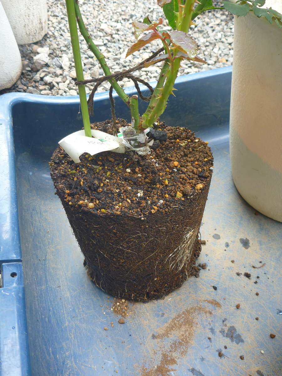 f:id:verandarosegarden:20200727141827j:plain f:id:verandarosegarden:20200727141827j:plain