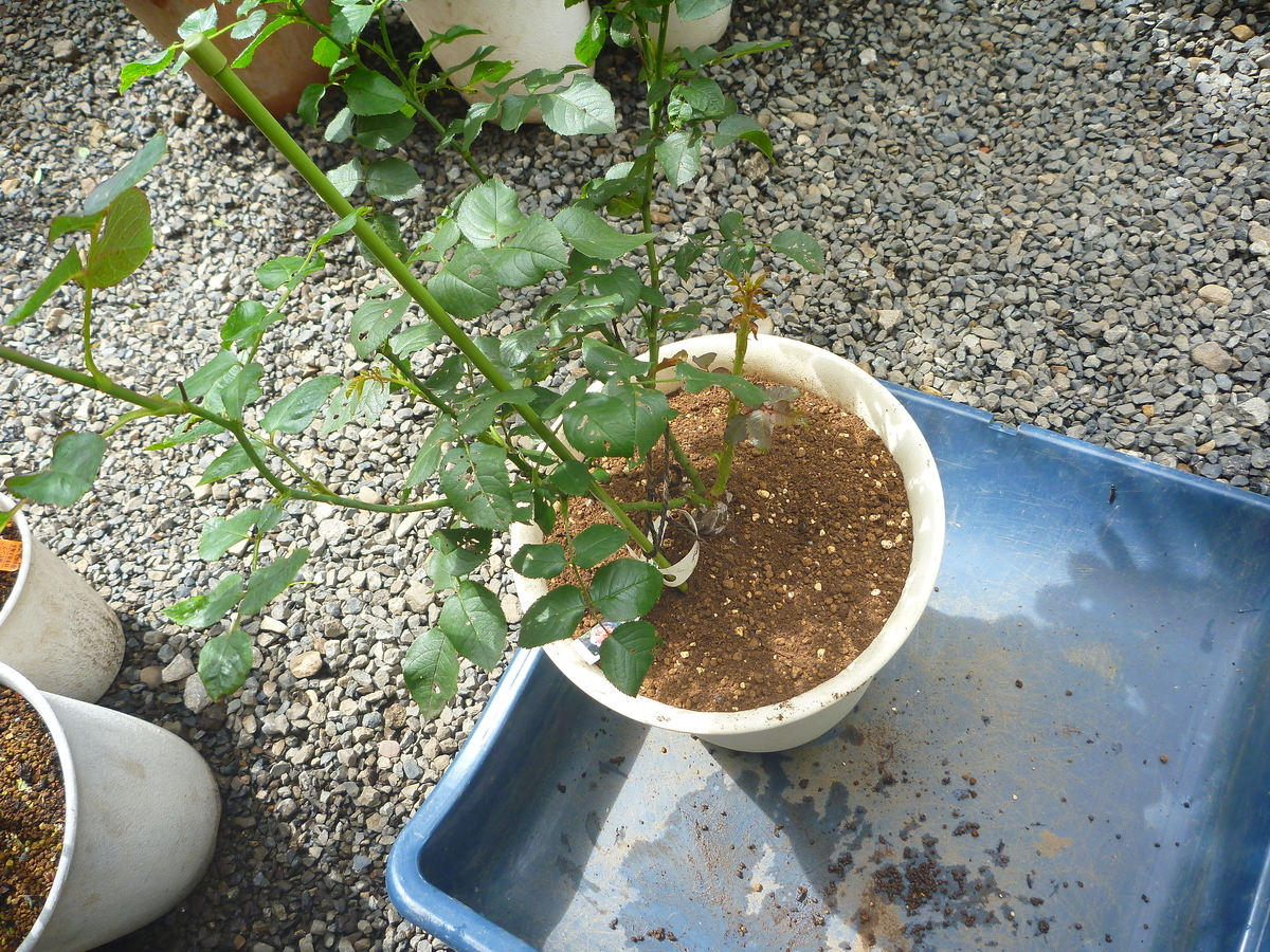 f:id:verandarosegarden:20200727141955j:plain f:id:verandarosegarden:20200727141955j:plain