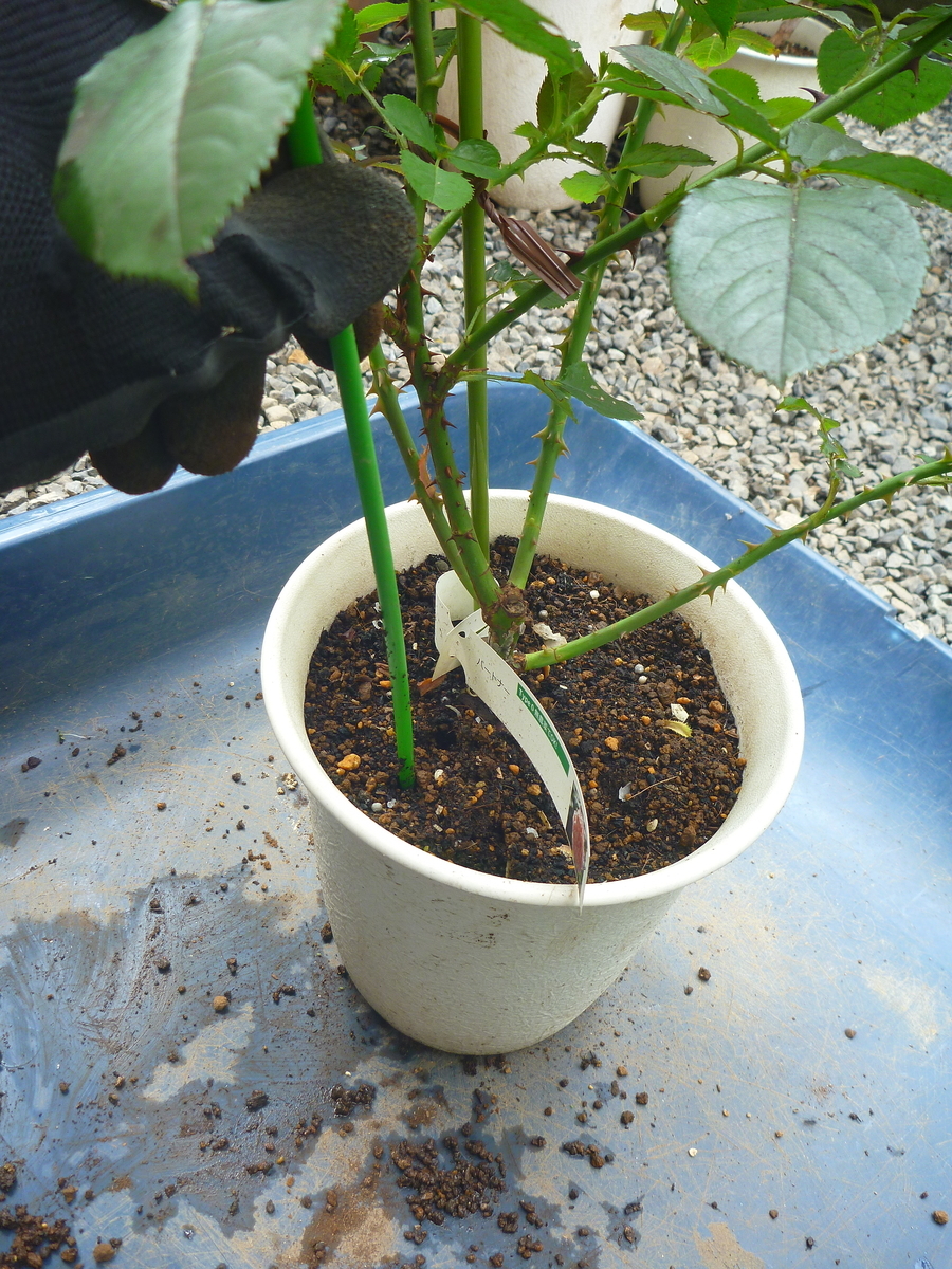 f:id:verandarosegarden:20200727142634j:plain