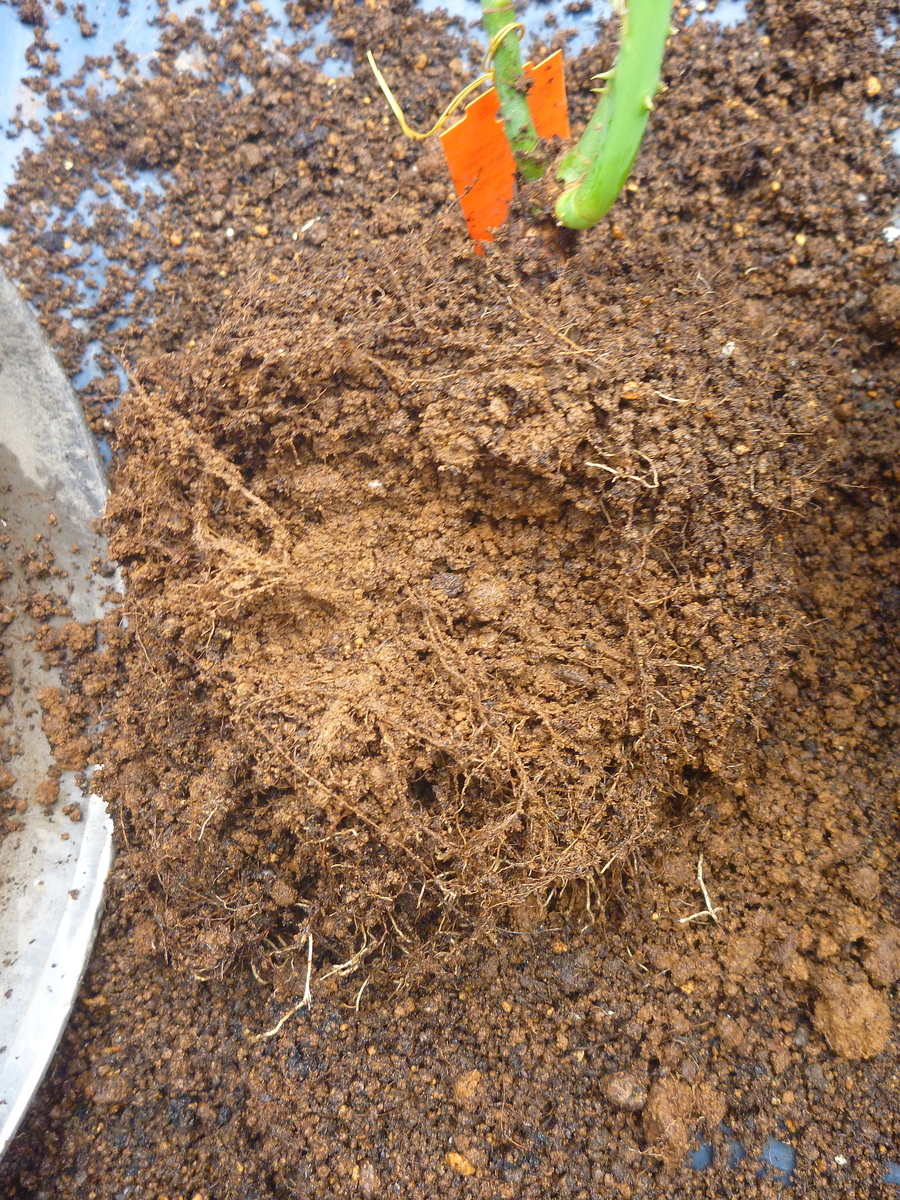 f:id:verandarosegarden:20200727144818j:plain