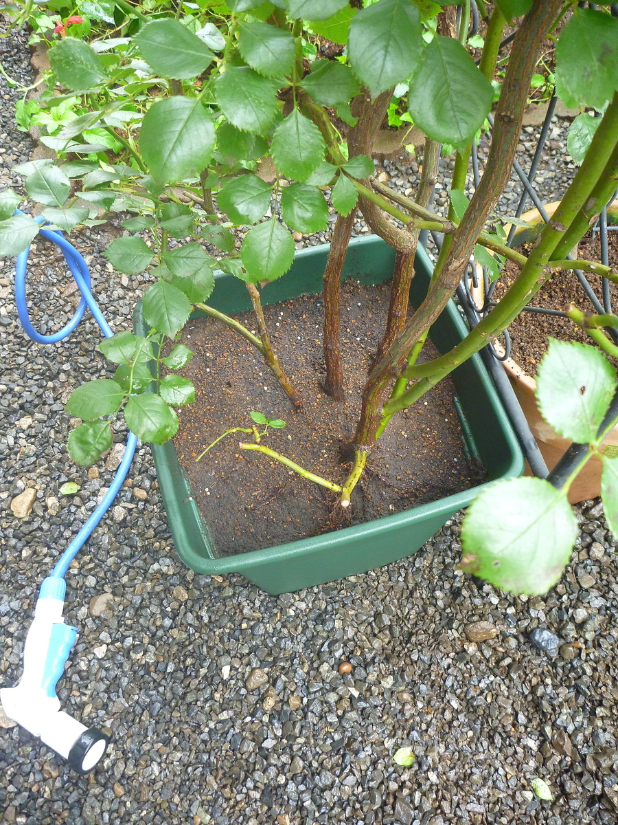 f:id:verandarosegarden:20200727150145j:plain