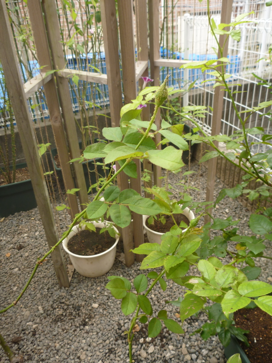 f:id:verandarosegarden:20200809172330j:plain