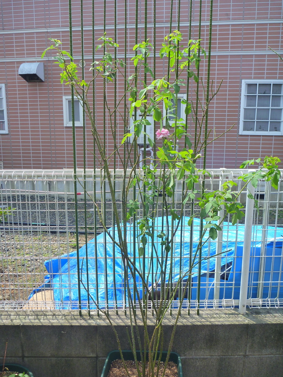 f:id:verandarosegarden:20200810134736j:plain f:id:verandarosegarden:20200810134736j:plain