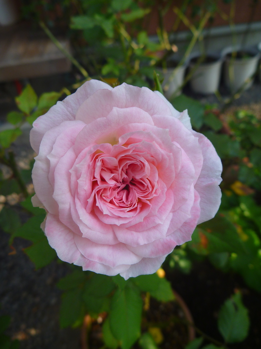f:id:verandarosegarden:20200819073526j:plain f:id:verandarosegarden:20200819073526j:plain