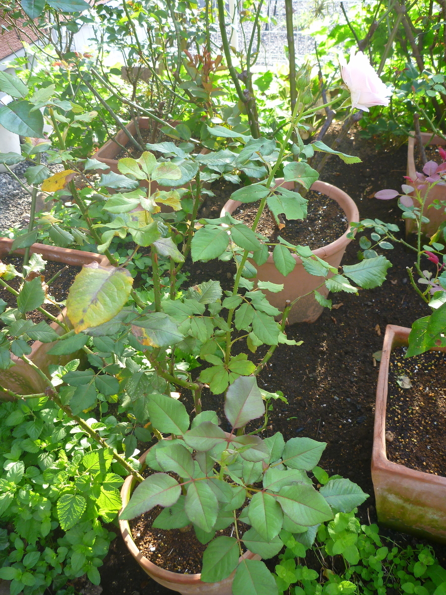 f:id:verandarosegarden:20200819073730j:plain f:id:verandarosegarden:20200819073730j:plain