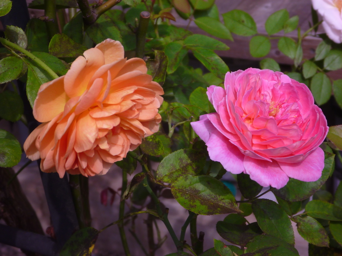 f:id:verandarosegarden:20200917100402j:plain f:id:verandarosegarden:20200917100402j:plain