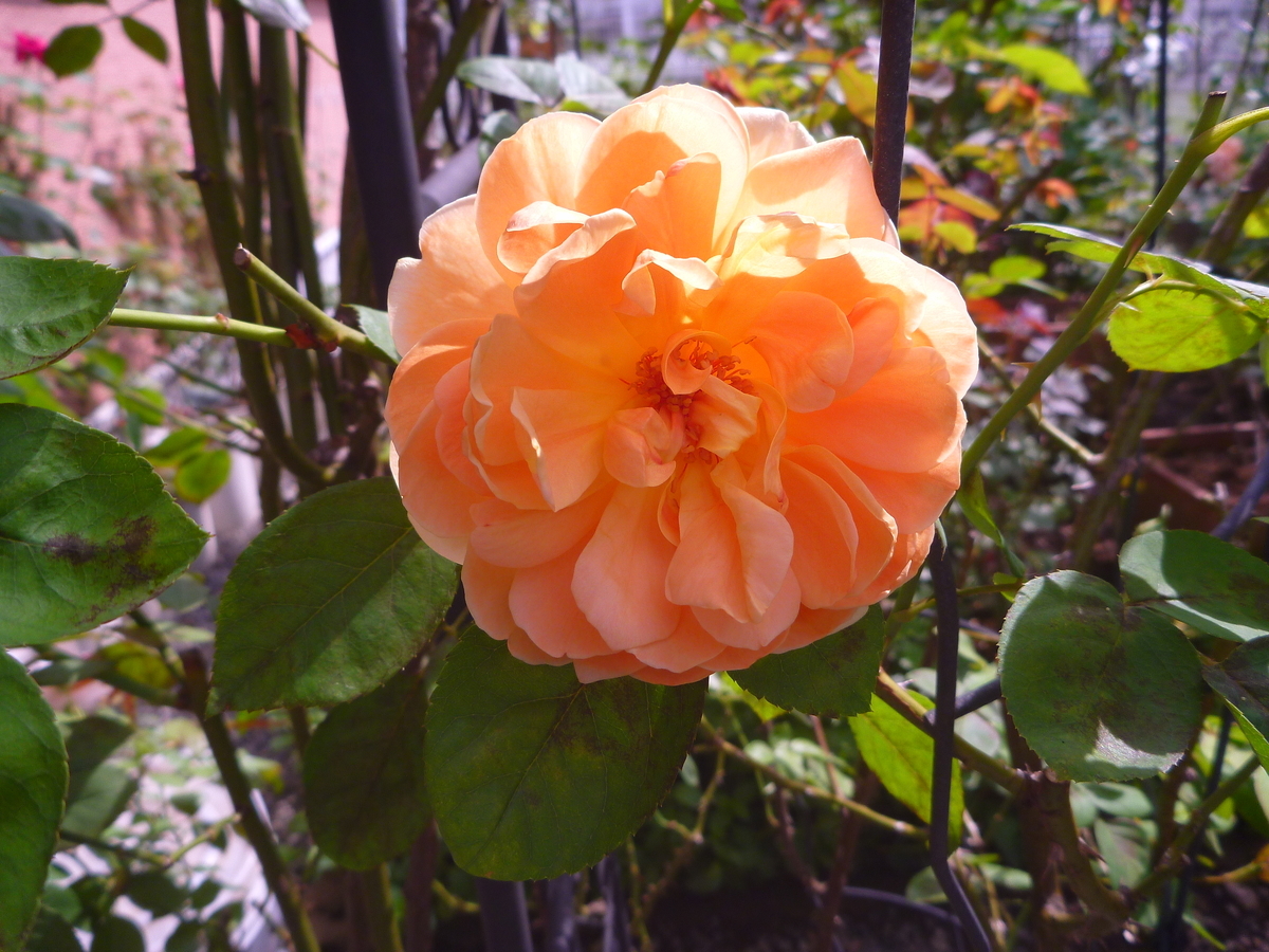 f:id:verandarosegarden:20200917100805j:plain f:id:verandarosegarden:20200917100805j:plain