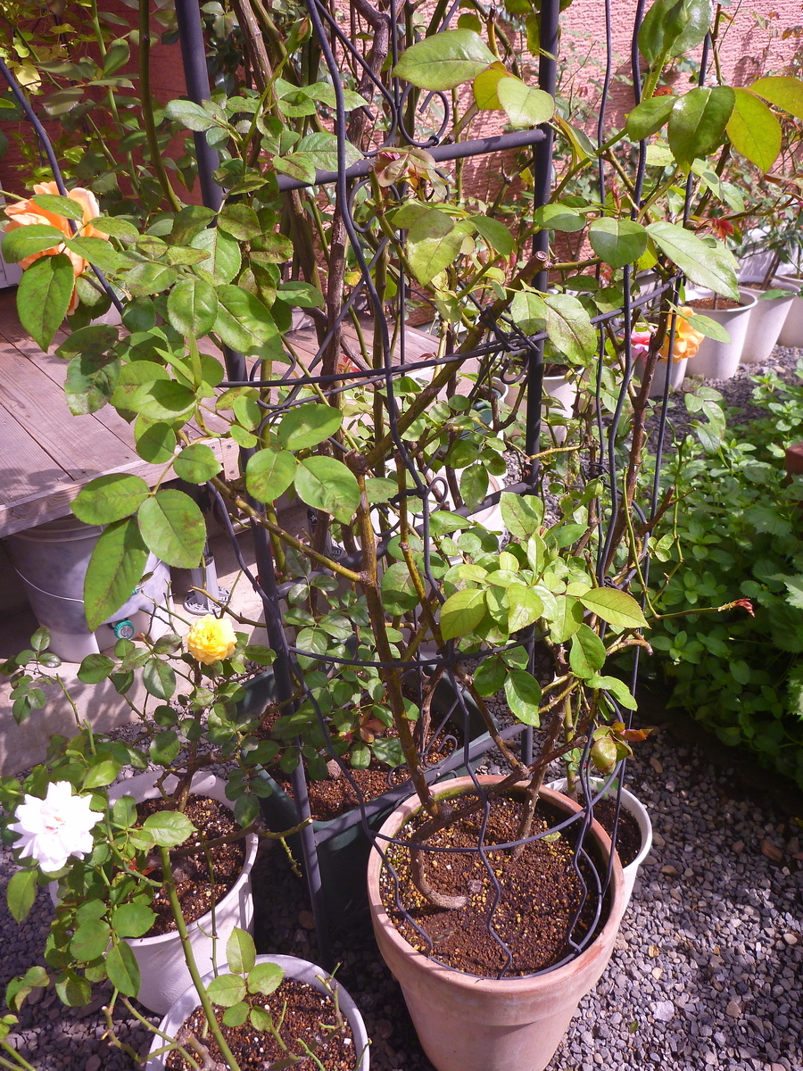 f:id:verandarosegarden:20200917100959j:plain f:id:verandarosegarden:20200917100959j:plain