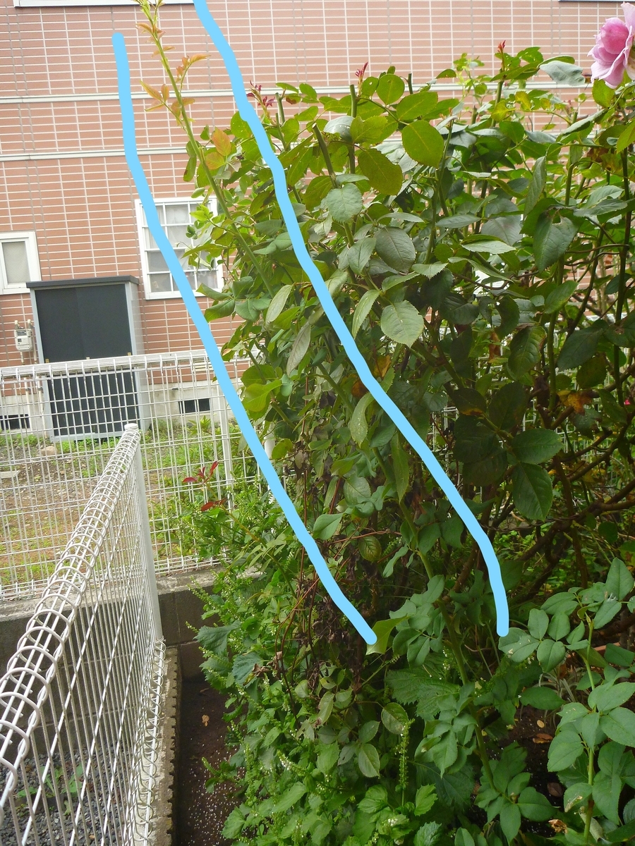 f:id:verandarosegarden:20200921081713j:plain f:id:verandarosegarden:20200921081713j:plain
