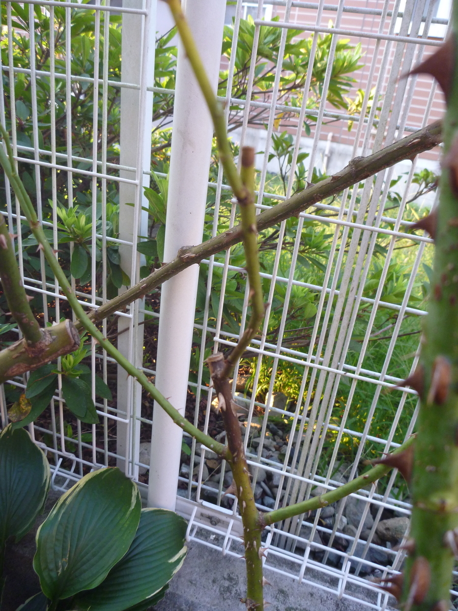 f:id:verandarosegarden:20200922090402j:plain