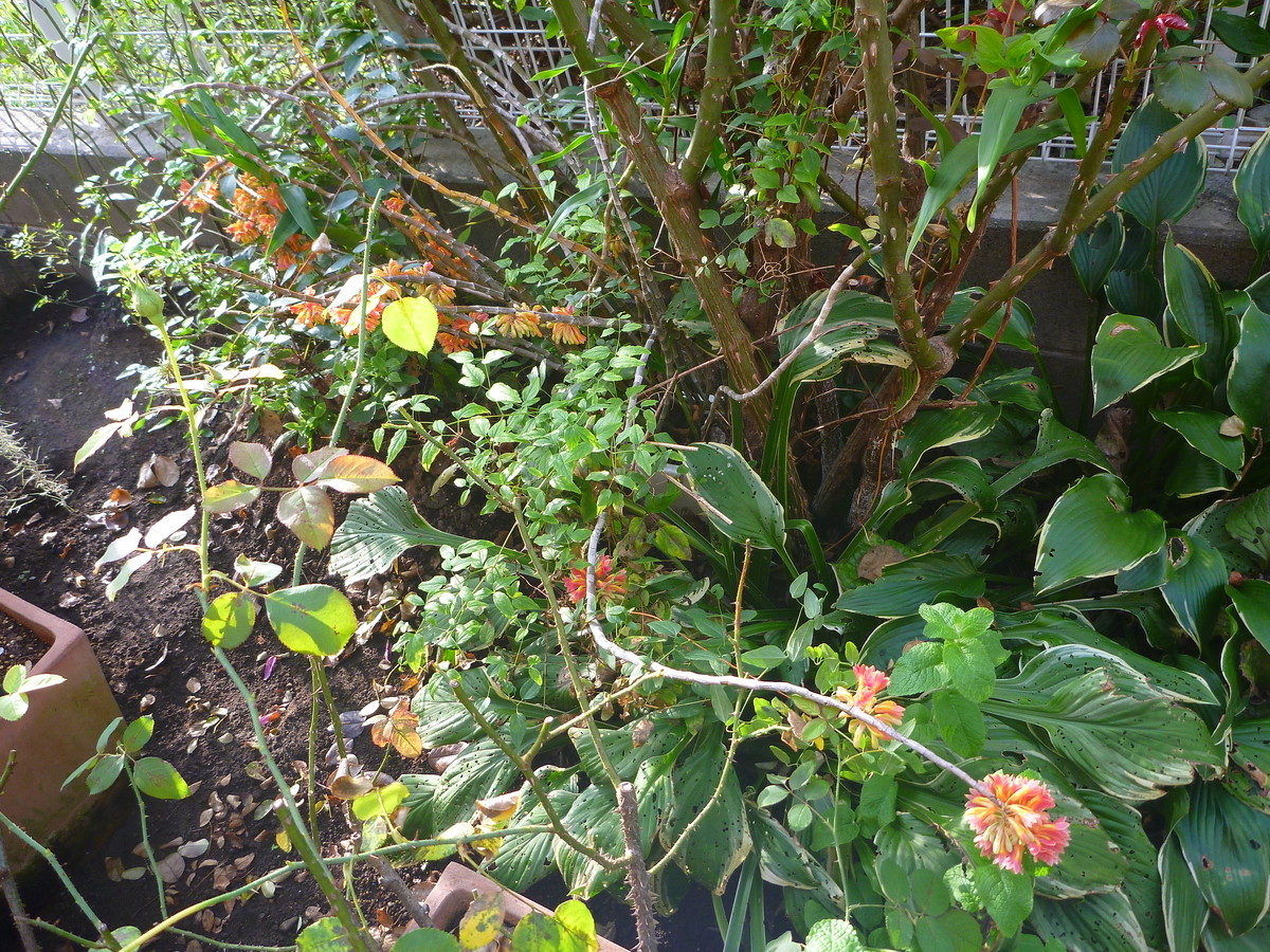 f:id:verandarosegarden:20201006080525j:plain