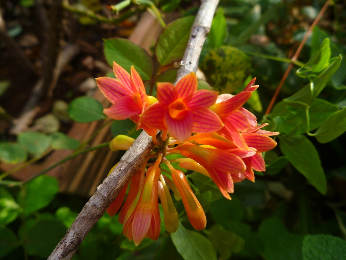 f:id:verandarosegarden:20201006080622j:plain