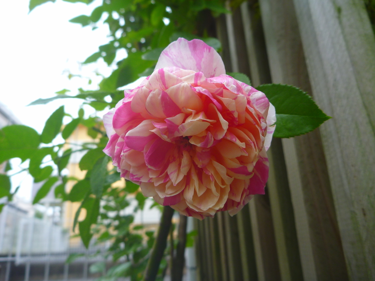 f:id:verandarosegarden:20201014135822j:plain