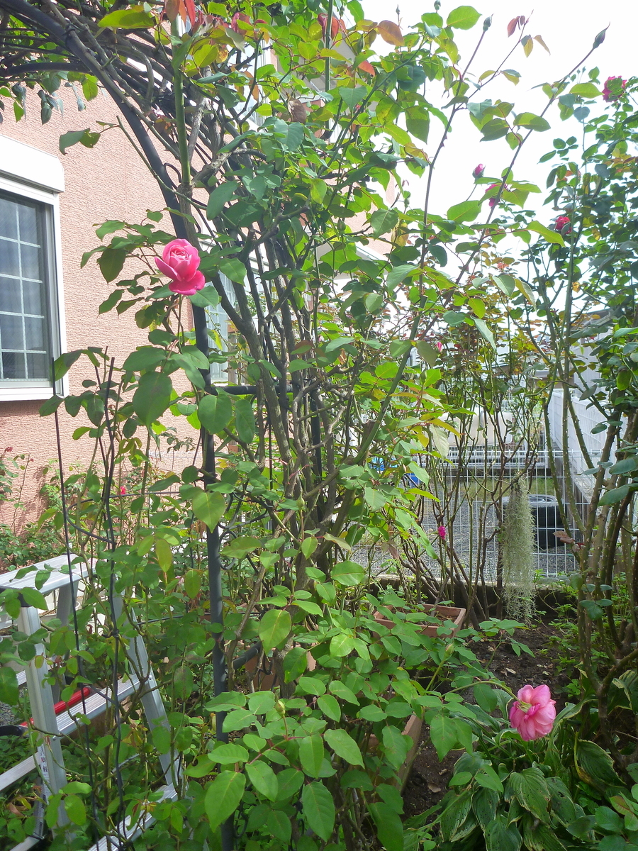 f:id:verandarosegarden:20201020131539j:plain