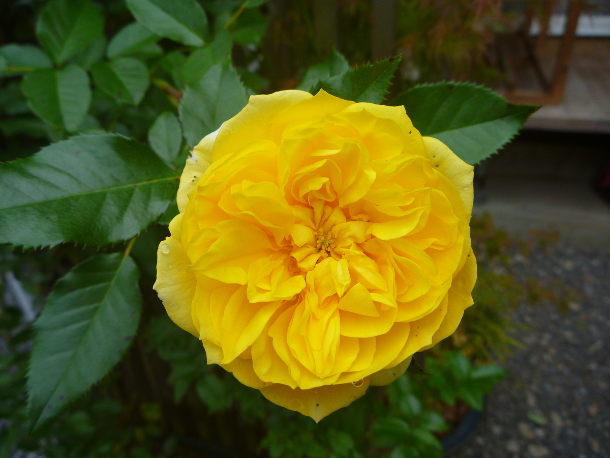 f:id:verandarosegarden:20201024194556j:plain f:id:verandarosegarden:20201024194556j:plain