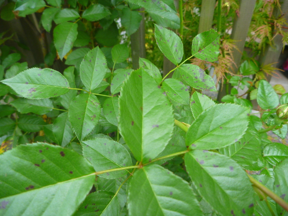 f:id:verandarosegarden:20201024194732j:plain f:id:verandarosegarden:20201024194732j:plain