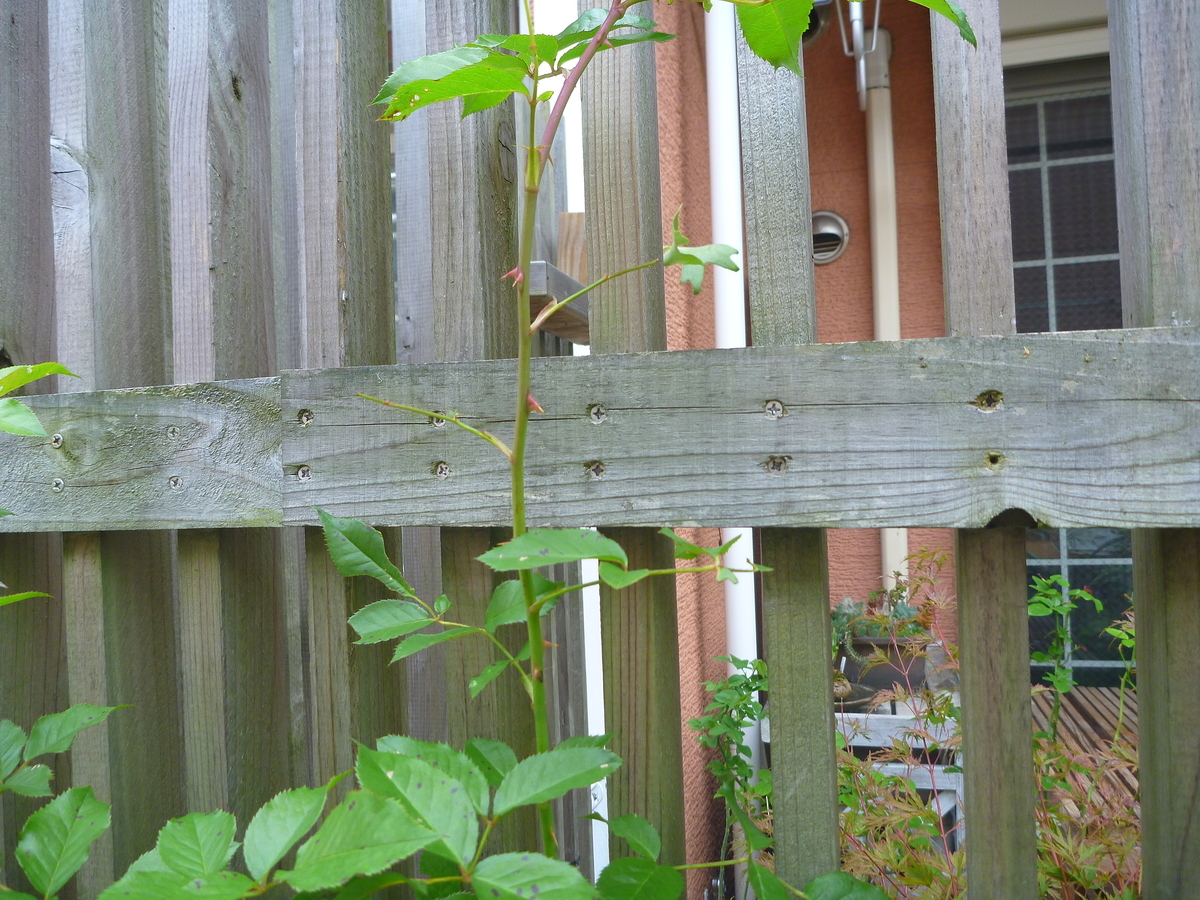 f:id:verandarosegarden:20201024194858j:plain f:id:verandarosegarden:20201024194858j:plain