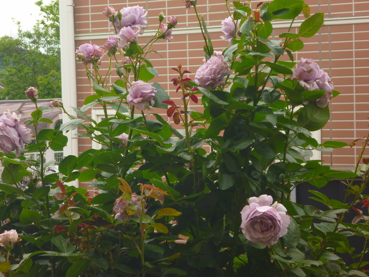 f:id:verandarosegarden:20210518095336j:plain