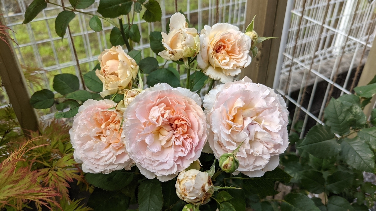 f:id:verandarosegarden:20210601154452j:plain