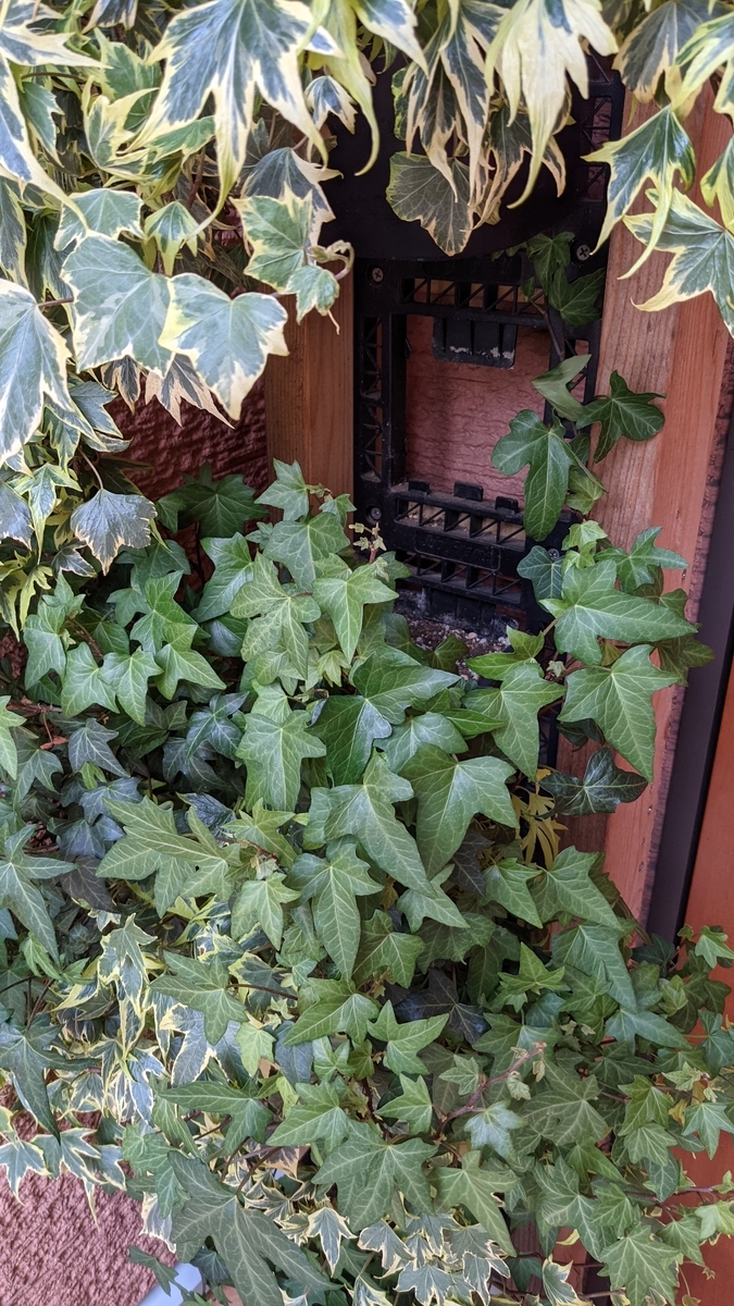 f:id:verandarosegarden:20210607181933j:plain