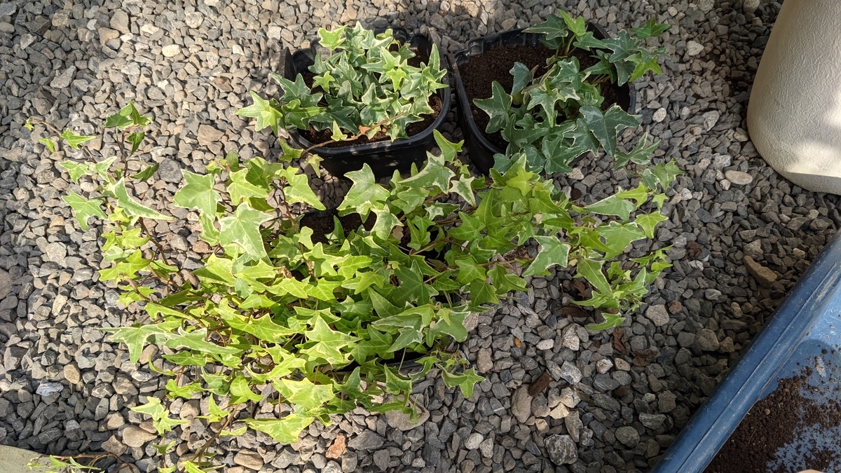 f:id:verandarosegarden:20210607182011j:plain
