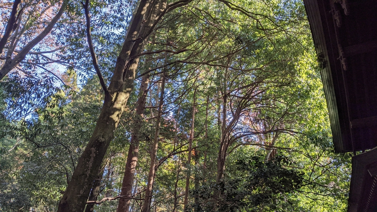 f:id:verandarosegarden:20211116154559j:plain