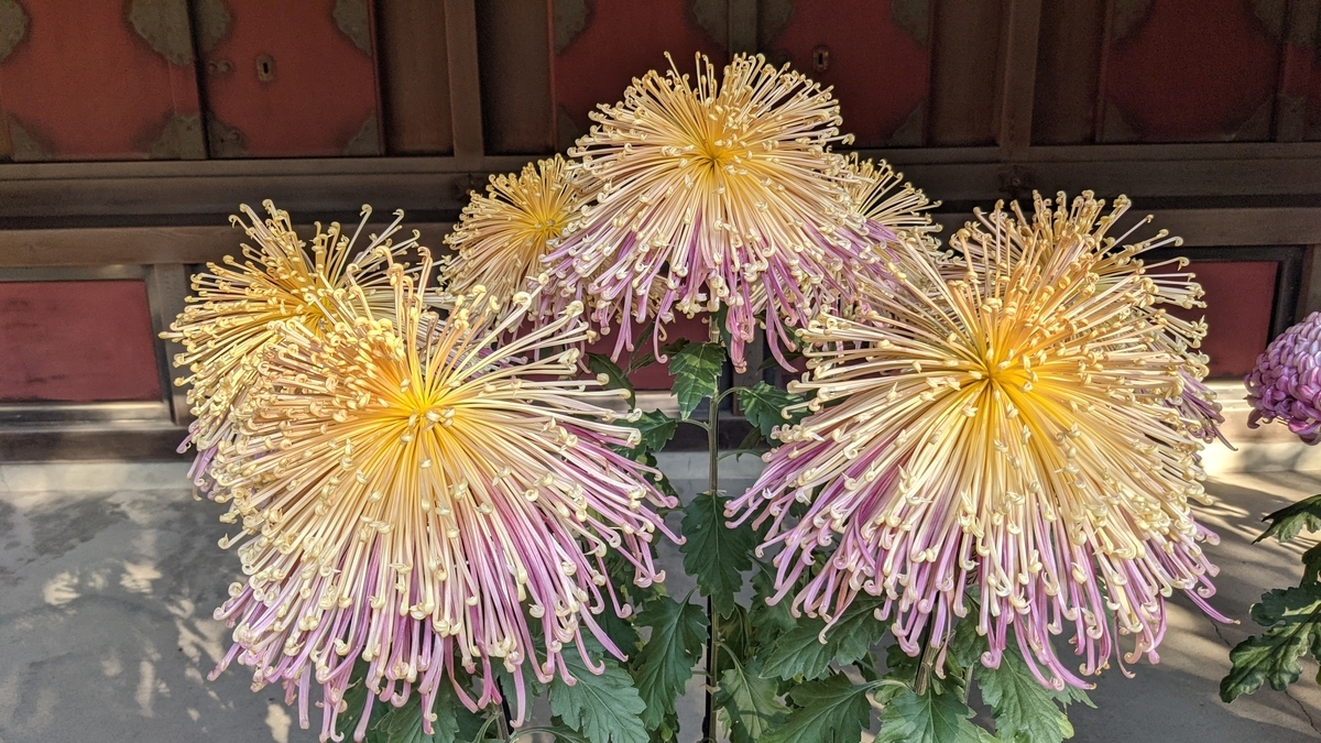 f:id:verandarosegarden:20211116160133j:plain