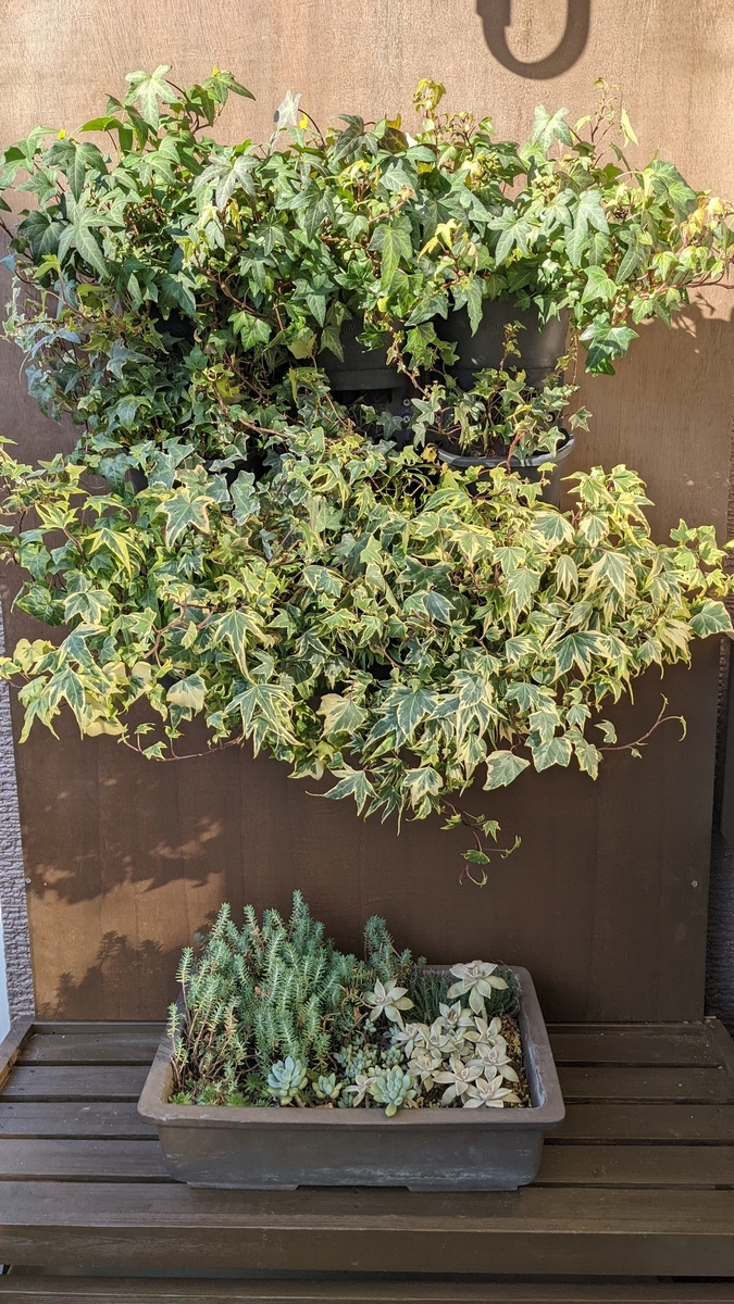 f:id:verandarosegarden:20211224113245j:plain