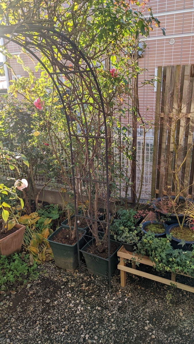 f:id:verandarosegarden:20220103161451j:plain