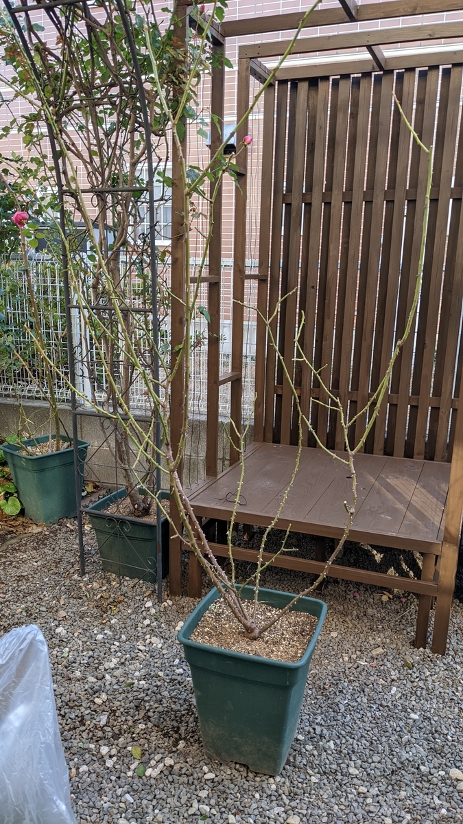 f:id:verandarosegarden:20220103162115j:plain