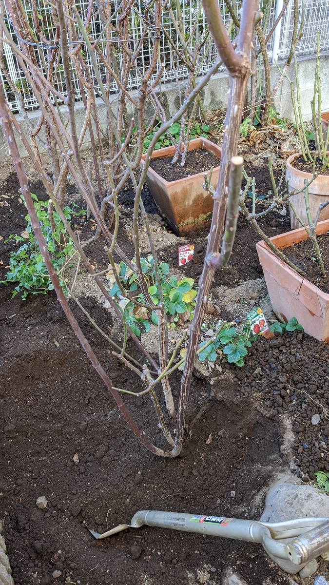 f:id:verandarosegarden:20220103164352j:plain