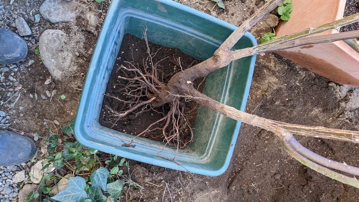 f:id:verandarosegarden:20220103164446j:plain