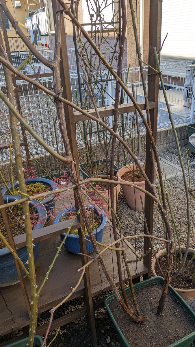 f:id:verandarosegarden:20220103164638j:plain